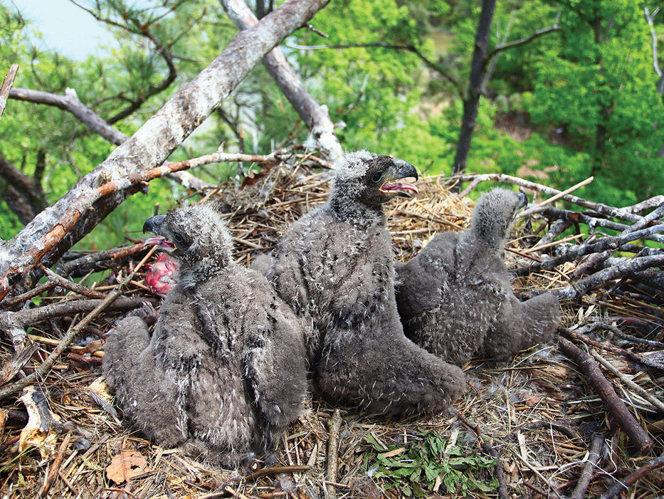 Three eaglets
